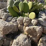 Trullo Elvira & Luigi *